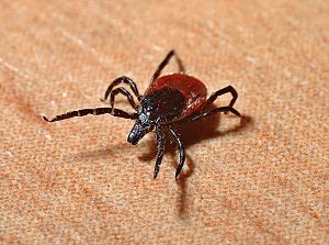 Wisconsin Ticks: Tick Biology, Diseases, and Personal Protection