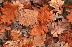 Fall Forum